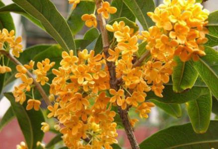 养好几年的桂花不开花咋办只需2点，桂花花开爆盆，满树桂花香