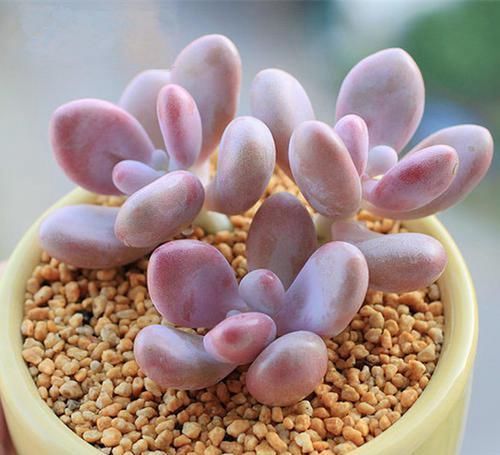 系列|多肉中的“美人系列”,这六种是代表,养护简单颜值高,适合新手