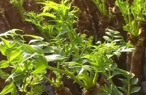 营养|在农村,这种“树”被当柴烧,却不知它“营养”高,能卖90元1斤