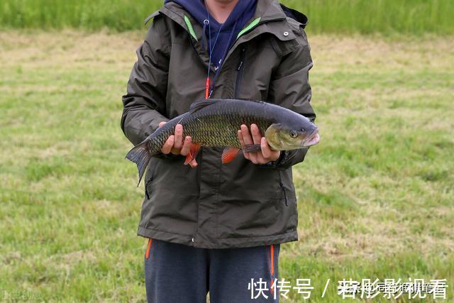 鱼儿|钓草鱼最快的方法,三个民间高手绝技,真是一山更比一山高