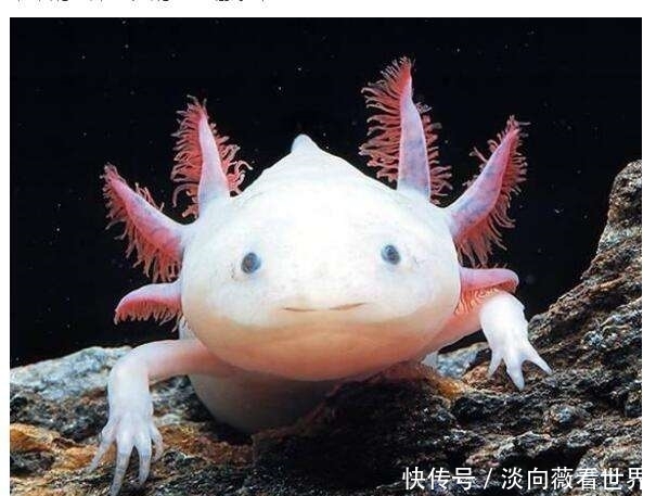 六角恐龙鱼 自然界最强治愈能力 而且还能够重生脑部 快资讯