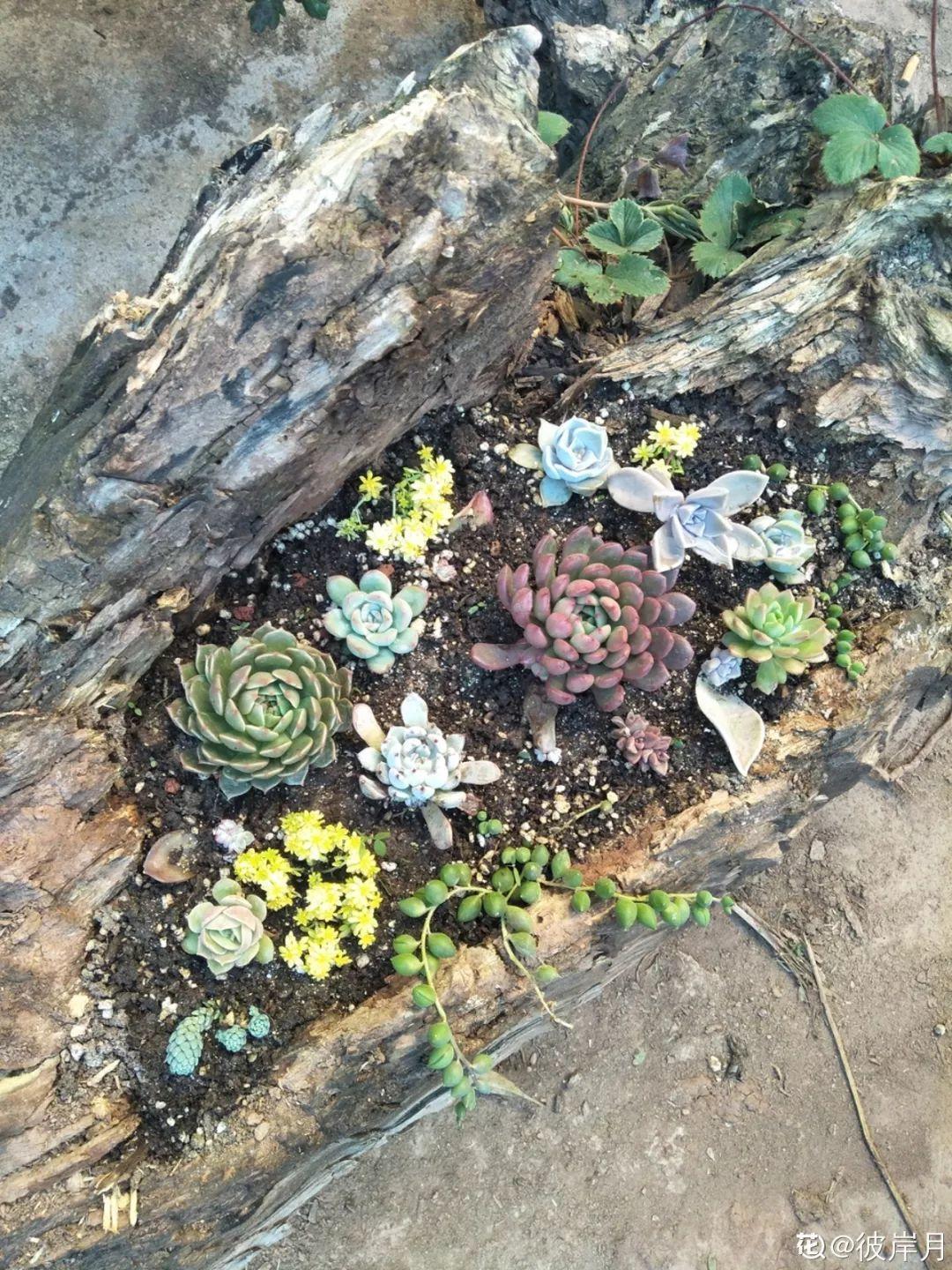 山上捡个大树桩,火烤一遍种多肉,3天服盆1年变老桩!