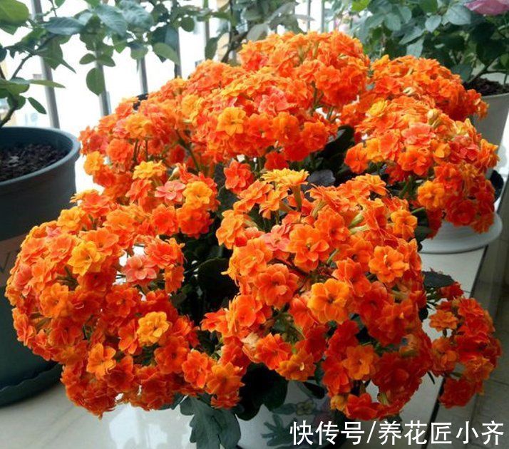 花芽|长寿花习性要掌握，按照它的“4喜”养，四季都能开花，真漂亮