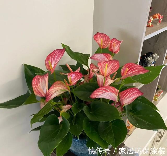 花朵|高手都不用自来水浇花,用这3种水,叶片水灵灵,花朵娇艳艳