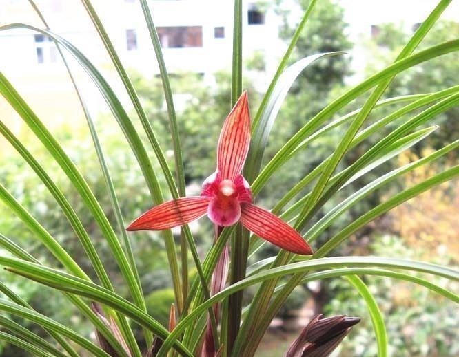它是兰花界无法超越的经典,红杆红花,兰香浓郁,新手也能养好