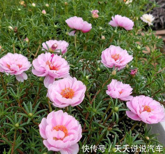 这种花长得像杂草,开花就泛滥,怎么折腾都不死,天天有花看