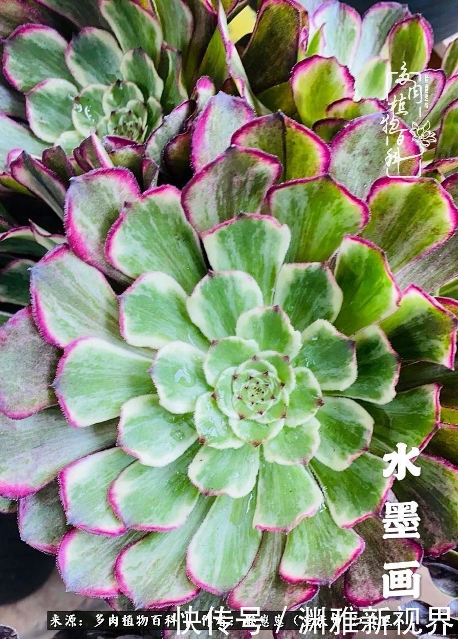 若不尝试,何以了解!原来这才是多肉们该有的样子!