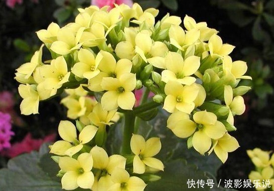 4款不怕热的花,放在阳台一晒,开花一茬接一茬,轻松爆成花海