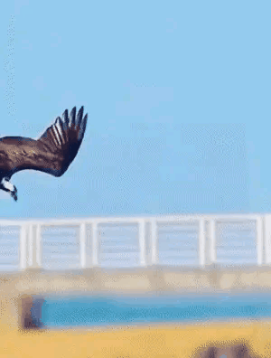 |搞笑GIF趣图:我是让你来锻炼身体的，咋还犯上困了！