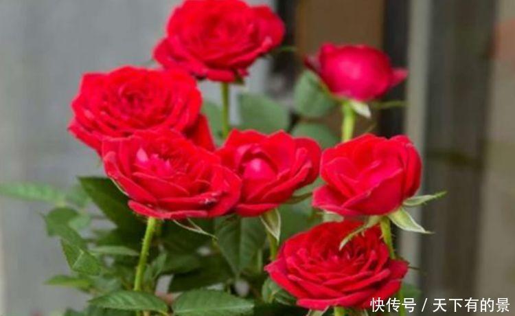 家里阳台必养此款花卉,耐寒易打理,花美色艳,花儿轻松开爆盆