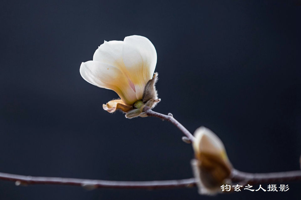 春风拂槛露华浓——济南百花公园的玉兰开了