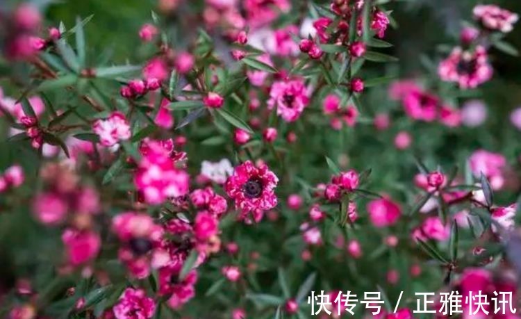 松红梅|此款花卉，好养易爆盆，花开媲美玫瑰，花朵姿态万千，美