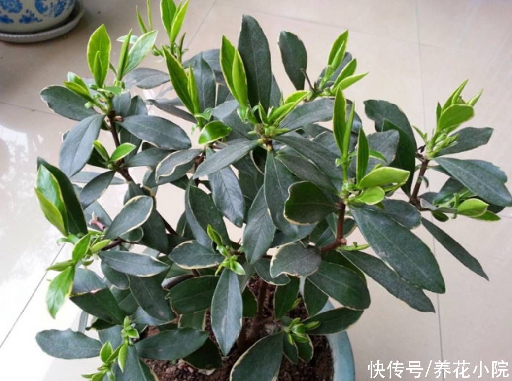 秋天|天气转凉,入手5种花,养一段时间就能长满花苞