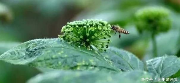 田七花田七花|养生,推荐吃4种水果,排毒素清,降脂减肥,改善血脂血糖
