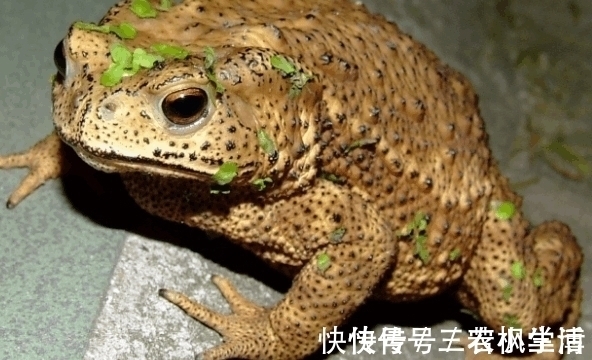 蟾衣|农村有一种动物, 农民们看到都要绕着走, 但却全身都是宝贝!