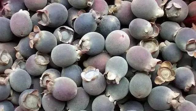 成熟|农村才有的奇特美味野果,吃过十种以上算你牛,城里人见得少