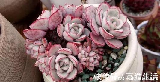 多头|单头多肉如何变多头?最简单的打开方式,新手也会!