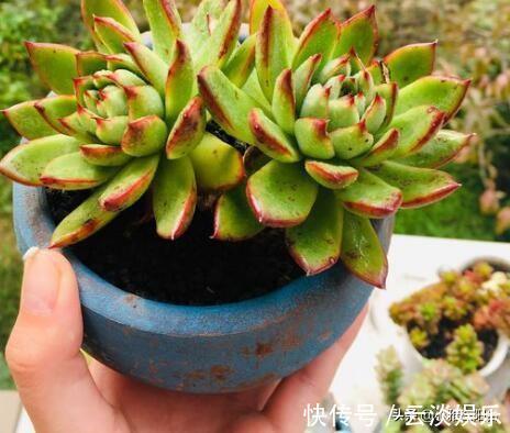 根系|栽种多肉前,这1步不能缺,做到后服盆更快,长得肥,状态美!