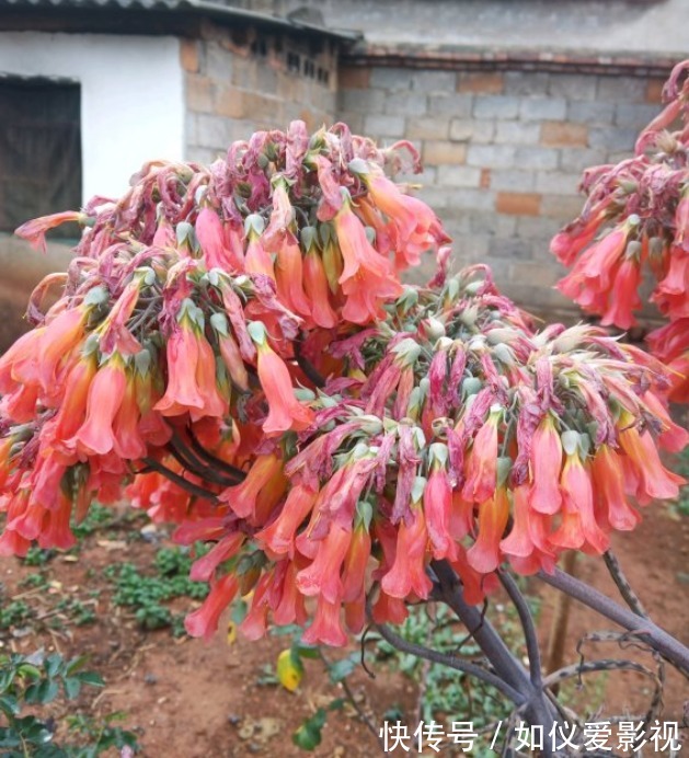 这花太能生崽，恨不得用脚踩，结果越踩长得越多！