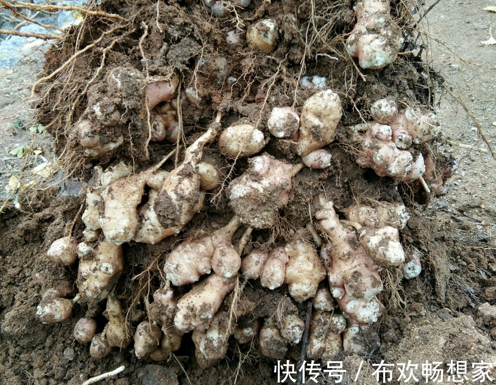 奇葩的入侵植物没人厌,开花是菊收获是姜,比姜不辣好吃百倍