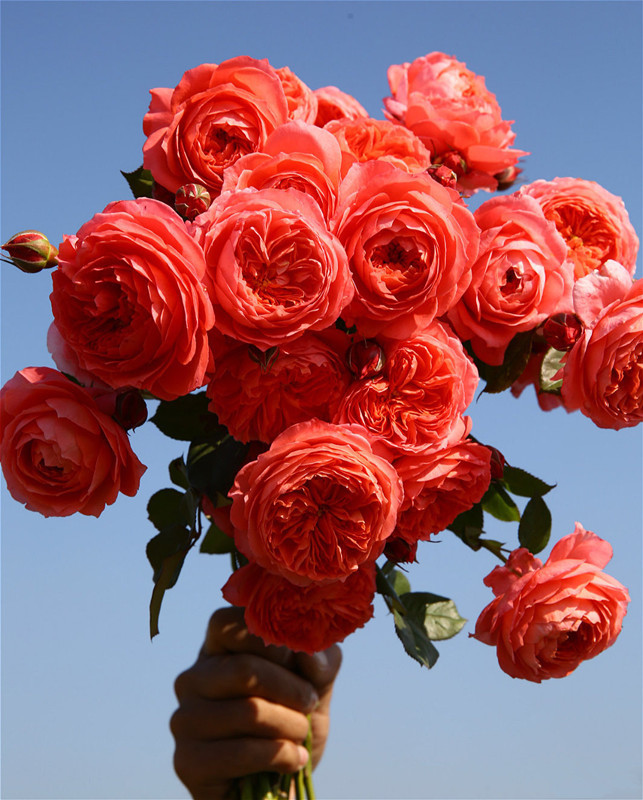 中国产的优秀月季花，不输欧月日月，花型美、花期长，你值得拥有