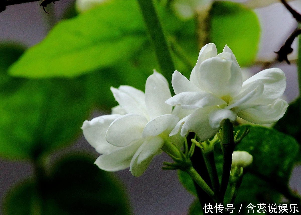 枝条|茉莉花总是不开花怪你剪错枝条，要明白茉莉花开花和枝条的关系