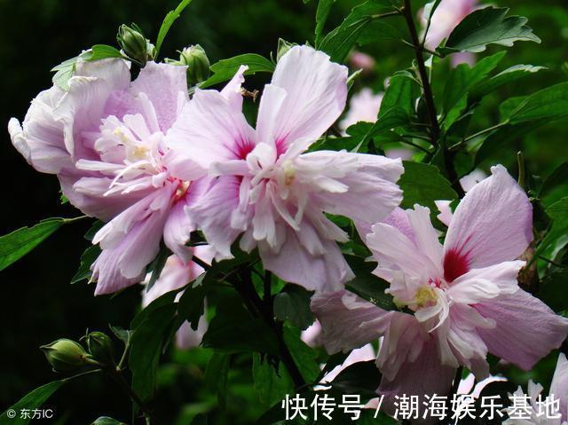 农村庭院常见“疟子花”,花朵鲜食美味爽滑,4大功效在这里