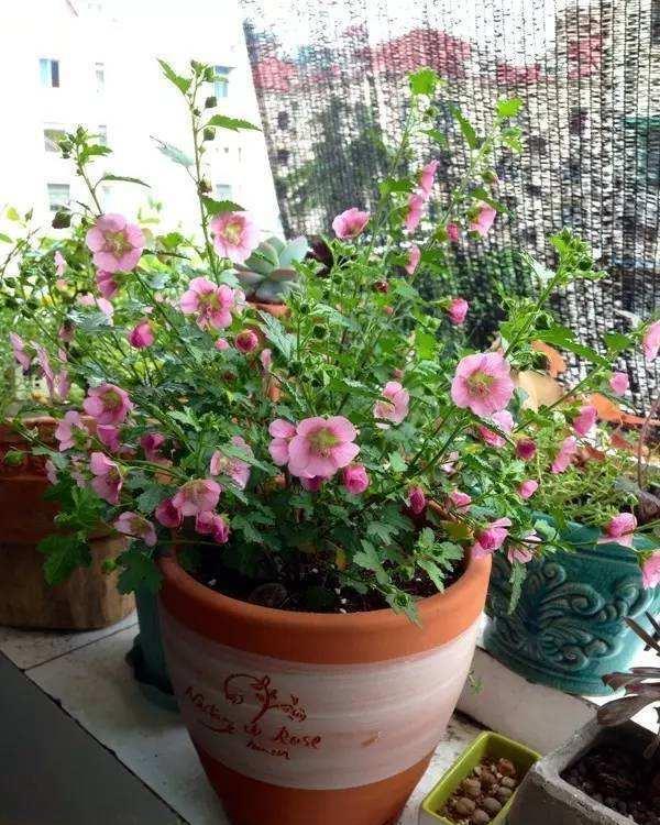 花期半年，容易爆盆的粉紫色小木槿特别容易养，夏天开花不断