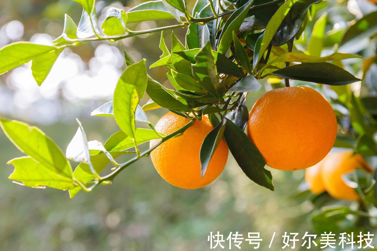 维生素c|冬天很冷,吃水果会对身体不好?