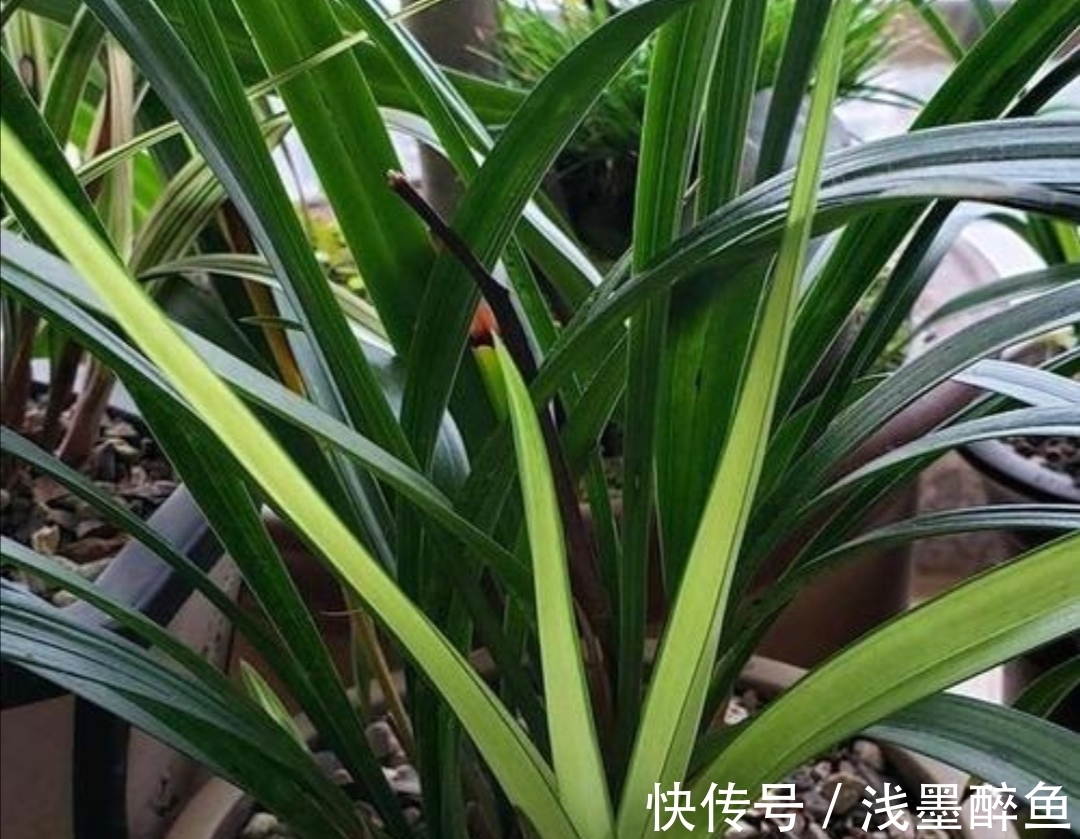 春天为兰花换盆,4个小细节不能忽视,不然难服盆,长势不旺