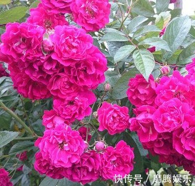 丢掉绿萝！养盆它，比月季好看，比茉莉更香，花开200天，好养活