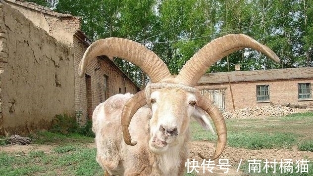 四角羊#四角羊,《山海经》中的四角异兽,现实中却真的存在,而且还不少