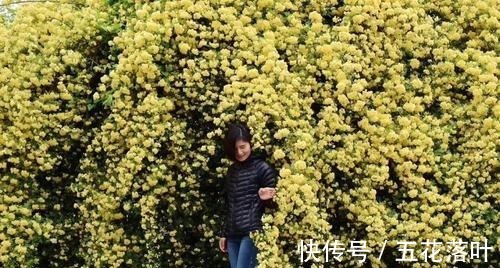 院子再小，也要养棵它，花朵娇艳，香气醇厚，左邻右舍都说香！