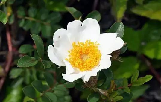 春节养花避开这四种,一点都不吉利,越养越不顺