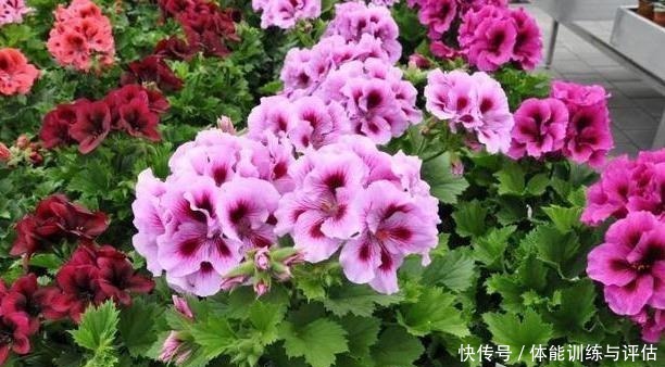 盆栽天竺葵，花苞越来越少教你一个小技巧，长满“大花包”！
