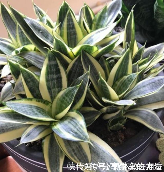 花盆|虎皮兰长得慢，不长小芽做好几点，生长快，出芽多，真正的爆盆！