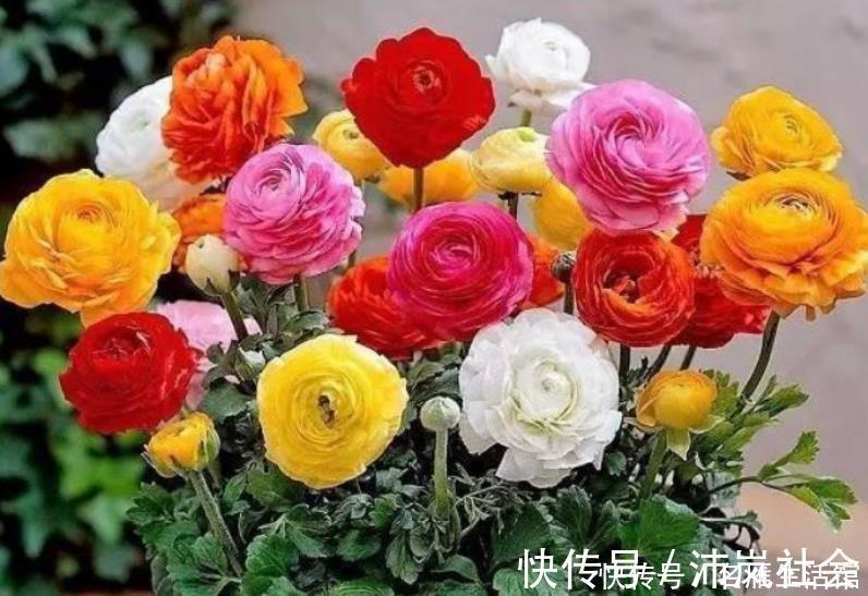 红宝石|秋天养花，首选4种花，花期长、颜值高，晒晒太阳开花一茬又一茬