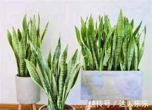 虎皮兰|虎皮兰生长缓慢教你3个养护小妙招,轻松爆盆长小芽