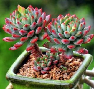 “6种多肉”很常见,阳台随便养3-4盆,好养又省心,新手更适合!