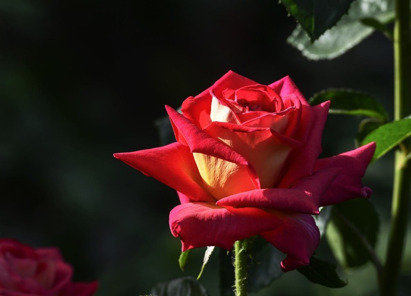 养护月季,还用黄豆水试试这“2种肥”,开花又大又漂亮