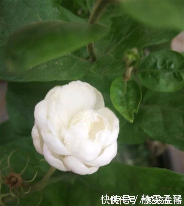 养茉莉花,掌握这5个“小窍门”,一年能开四岔花,简直是“开花机器”
