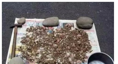 三角梅难开花老花农用“它”养,40天能见效,花芽分化非常快