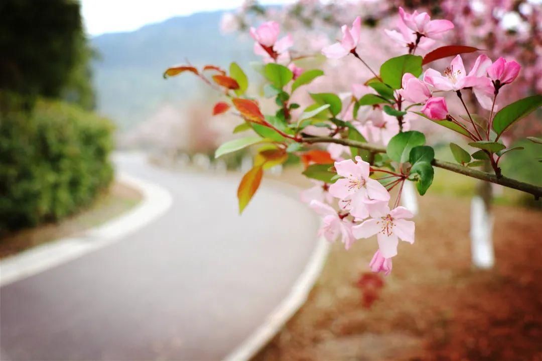 巴中经开区九寨山花开正盛，这个“三八”节邀您来“撞春”