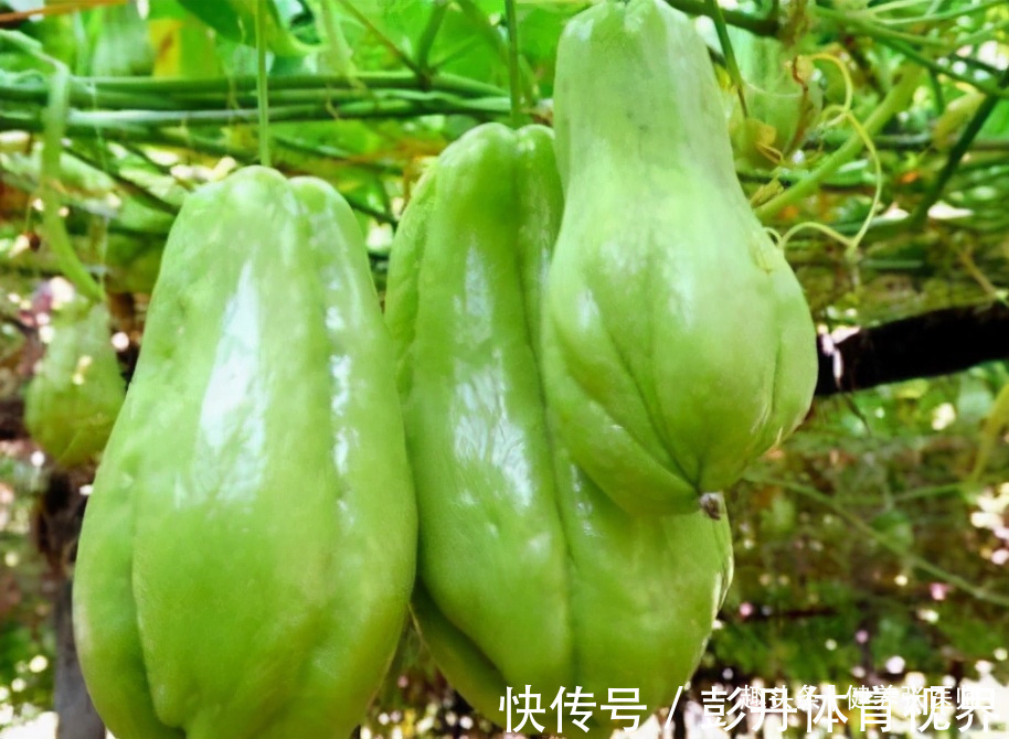 美容养颜|女性不想变老太婆,要学会吃三种食物,美容养颜,祛皱淡斑抗衰老