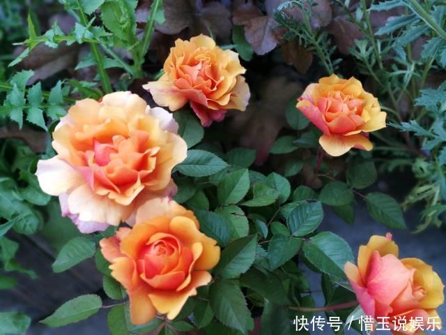 绣球花|这几种花入秋就别动了,剪错地方花芽全掉了,明年开花都成问题