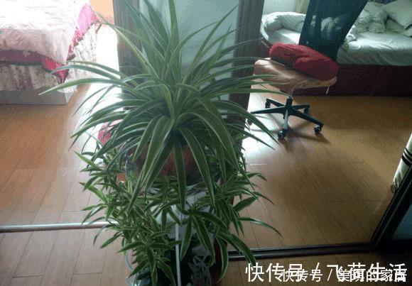 吊兰|这种植物有水就能活，用1招，分分钟爆盆
