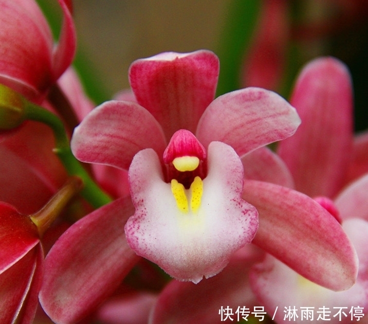 此兰花是“香花”之首,花香浓郁,色彩艳丽,开花一茬接一茬