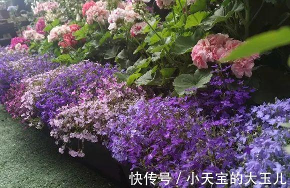 记录一下我养过的花,1000多盆都有啥