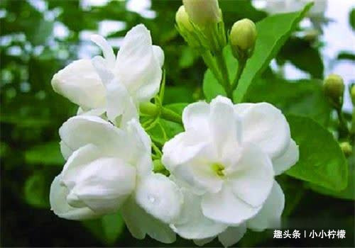 白刺果|冬天女性可以坚持吃4种食物，排出毒素，净化血液，保养女性子宫