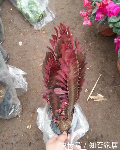 牵牛花|真正懂花的人,都会养这3种花,爆盆快寓意好还能养人